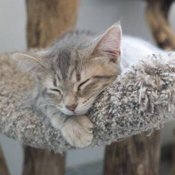Challah -  Domestic Short Hair Cat for Adoption in Verona, Wisconsin - Challah | PetCurious