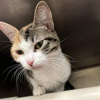 Domestic Short Hair Cats Available for Adoption in Austin, Texas - Jingle | PetCurious
