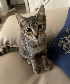 Rescue Domestic Short Hair Cats for Adoption in West Hollywood, California - Daisy Belle | PetCurious