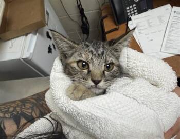 STICKY NOTE -  Domestic Short Hair Cat for Adoption in Santa Fe, New Mexico - STICKY NOTE | PetCurious