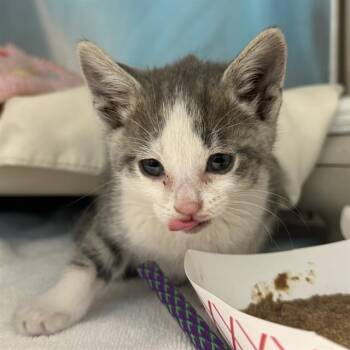 Domestic Short Hair Cats Available for Adoption in Las Vegas, Nevada - EEYORE | PetCurious