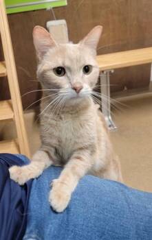 SELMA -  Domestic Short Hair Cat for Adoption in St. Peters, Missouri - SELMA | PetCurious