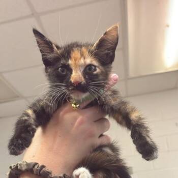 Greenie Beanie Weenie -  Domestic Short Hair Cat for Adoption in Gadsden, Alabama - Greenie Beanie Weenie | PetCurious