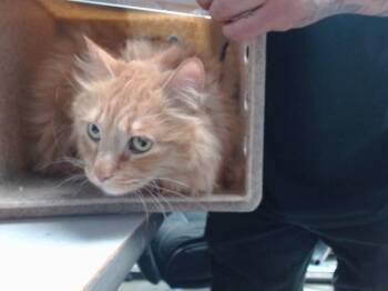 BRONCO -  Domestic Medium Hair Cat for Adoption in Albuquerque, New Mexico - BRONCO | PetCurious