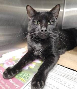 Domestic Short Hair Cats Available for Adoption - Asher | PetCurious