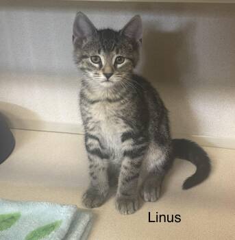 Tabby Cats Available for Adoption in Ulster, Pennsylvania - Linus | PetCurious