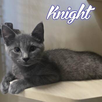 Knight -  Domestic Short Hair Cat for Adoption in Hillsboro, Ohio - Knight | PetCurious