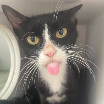 Rescue Domestic Short Hair Cats for Adoption in Philadelphia, Pennsylvania - Cheesemonger | PetCurious