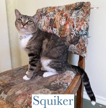 Rescue Domestic Short Hair Cats for Adoption in Berkeley Springs, West Virginia - Squiker | PetCurious
