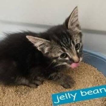 Jelly Bean -  Domestic Medium Hair Cat for Adoption in Tempe, Arizona - Jelly Bean | PetCurious