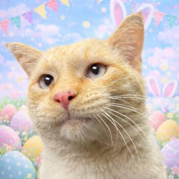 Siamese Cats Available for Adoption in Hinesville, Georgia - Chunky Monkey | PetCurious