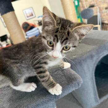 Reese -  Domestic Short Hair Cat for Adoption in Prosper, Texas - Reese | PetCurious