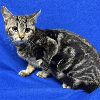 RJ -  Domestic Short Hair Cat for Adoption in Valdosta, Georgia - RJ | PetCurious