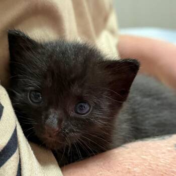 Stromboli -  Domestic Short Hair Cat for Adoption in Auburn, Alabama - Stromboli | PetCurious