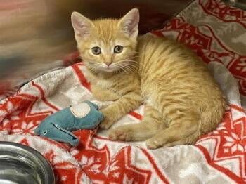 Domestic Short Hair Cats Available for Adoption in Tustin, California - PEACH | PetCurious