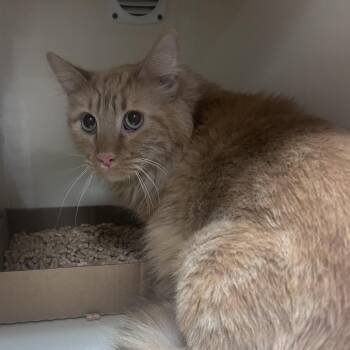 Lucky -  Maine Coon Cat for Adoption in Yuma, Arizona - Lucky | PetCurious