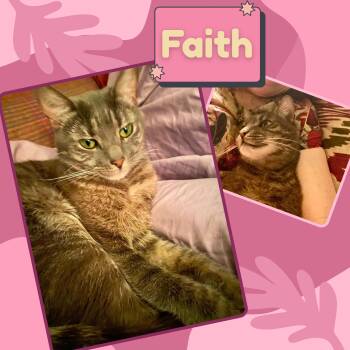 Faith -  Domestic Short Hair Cat for Adoption in Port Chester, New York - Faith | PetCurious
