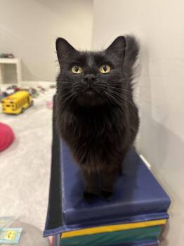 Birdie -  Domestic Long Hair Cat for Adoption in Cincinnati, Ohio - Birdie | PetCurious