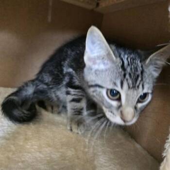 Baked Bean -  Domestic Short Hair Cat for Adoption in Janesville, Wisconsin - Baked Bean | PetCurious
