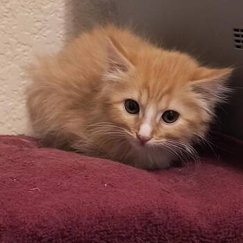 Violet -  Domestic Medium Hair Cat Available for Adoption in Prescott, Arizona - Violet | PetCurious