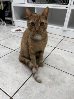 Rescue Domestic Short Hair Cats for Adoption in Peconic, New York - Mr. Bean | PetCurious