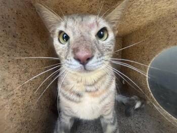 FOOTHILL 2 -  Domestic Short Hair Cat for Adoption in Rancho Cucamonga, California - FOOTHILL 2 | PetCurious