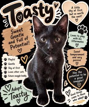 Toasty -  Domestic Short Hair Cat for Adoption in Augusta, Georgia - Toasty | PetCurious