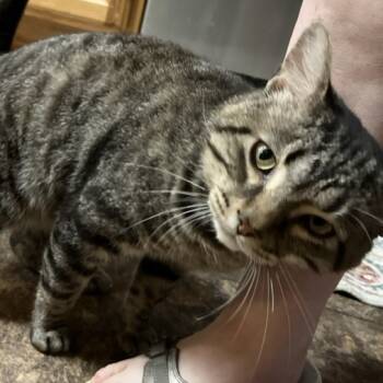 Rescue Domestic Short Hair Cats for Adoption in Greenfield, Indiana - Franklin | PetCurious