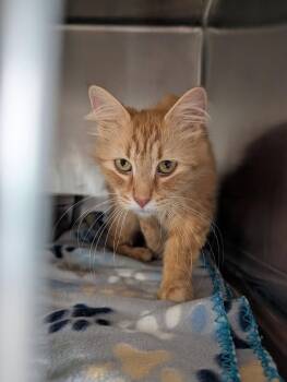 Babette (Photos June 2026) -  American Bobtail and Domestic Long Hair Cat for Adoption in Marietta, Ohio - Babette (Photos June 2026) | PetCurious