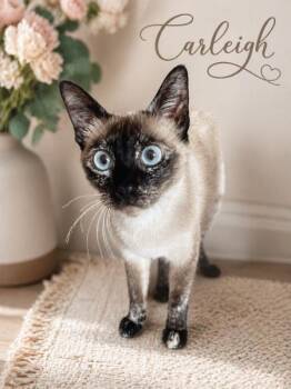 Siamese and Torbie Cats Available for Adoption - Carleigh | PetCurious