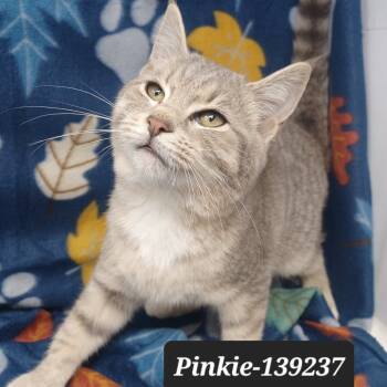 Rescue Domestic Short Hair Cats for Adoption in New Tazewell, Tennessee - Pinkie | PetCurious