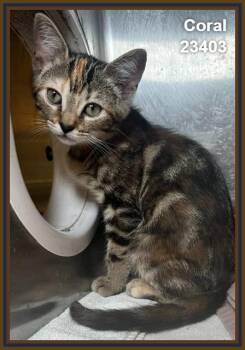 CORAL (see also littermates) -  Domestic Short Hair and Tabby Cat for Adoption in Marietta, Georgia - CORAL (see Also Littermates) | PetCurious