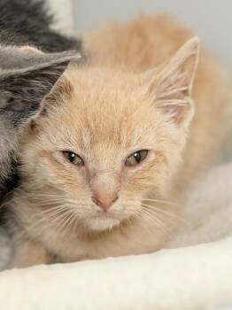 License -  Domestic Short Hair Cat for Adoption in Menomonie, Wisconsin - License | PetCurious