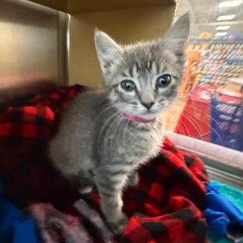 Penelope -  Domestic Short Hair Cat for Adoption in Brentwood, Missouri - Penelope | PetCurious