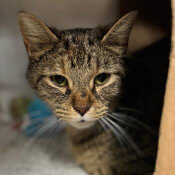 Domestic Short Hair Cats Available for Adoption in West Olive, Michigan - Felicette | PetCurious