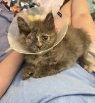 Ursula -  Domestic Long Hair Cat for Adoption in Reisterstown, Maryland - Ursula | PetCurious
