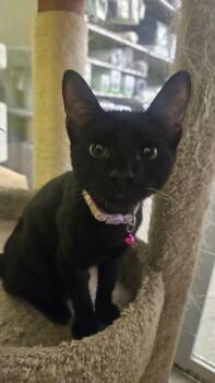 Eva -  Domestic Short Hair Cat for Adoption in Fountain Valley, California - Eva | PetCurious