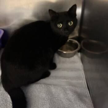 Rebecca -  Domestic Short Hair Cat for Adoption in Bristol, Indiana - Rebecca | PetCurious