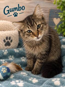 Gumbo -  Domestic Medium Hair Cat for Adoption in Chattanooga, Tennessee - Gumbo | PetCurious