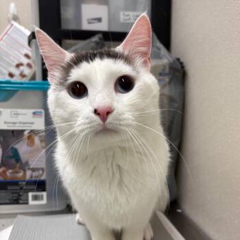 Domestic Short Hair Cats Available for Adoption in Morganton, North Carolina - Snow White | PetCurious