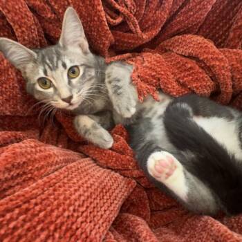 Cosmos -  Domestic Short Hair Cat for Adoption in Fredericksburg, Virginia - Cosmos | PetCurious