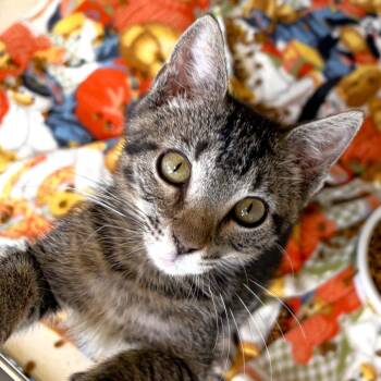 Sesame (26-2C-3) -  Domestic Short Hair Cat for Adoption in Rifle, Colorado - Sesame (26-2C-3) | PetCurious