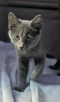 SAM -  Domestic Short Hair Cat for Adoption in Holbrook, New York - SAM | PetCurious
