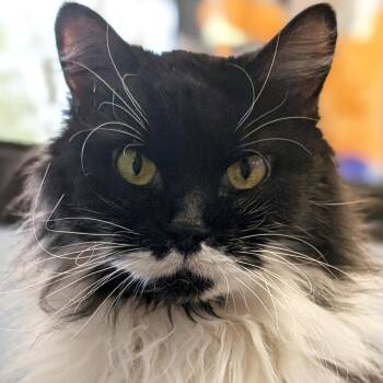 Domestic Long Hair Cats Available for Adoption in Jefferson, Wisconsin - Mika - Adoption Fee Paid! | PetCurious