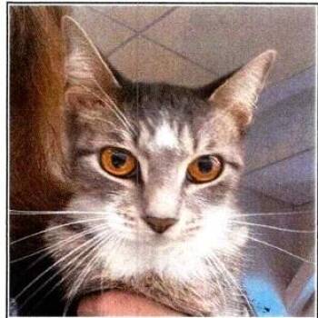 Thalia -  Domestic Short Hair Cat for Adoption in Dayton, Minnesota - Thalia | PetCurious