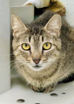 Shelby -  Domestic Short Hair Cat for Adoption in Morristown, New Jersey - Shelby | PetCurious