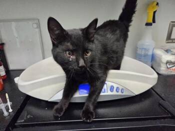 GWEN -  Domestic Short Hair Cat for Adoption in Antioch, California - GWEN | PetCurious