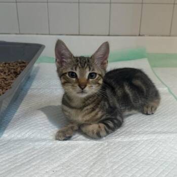 Inferno -  Domestic Short Hair and Tabby Cat for Adoption in Mastic, New York - Inferno | PetCurious