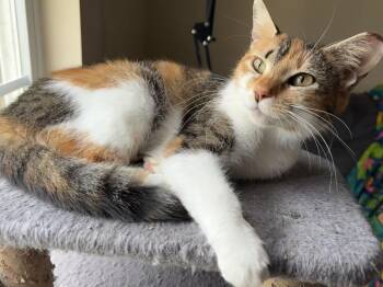 Junie -  Domestic Short Hair Cat Available for Adoption in Panama City, Florida - Junie | PetCurious