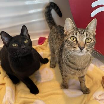 Domestic Short Hair Cats Available for Adoption - Blueberry Pineapple | PetCurious